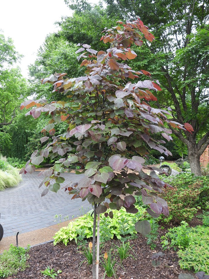 eastern redbud leaves
