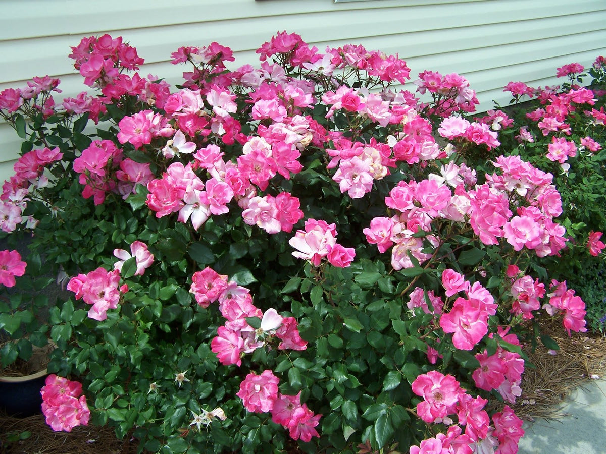 KNOCK OUT 3 Gal. Coral Knock Out Rose Bush with Brick Orange to Pink  Flowers 21308 - The Home Depot