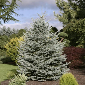 Fat Albert Colorado Blue Spruce Picea pungens 'Fat Albert' B&B 3-4'