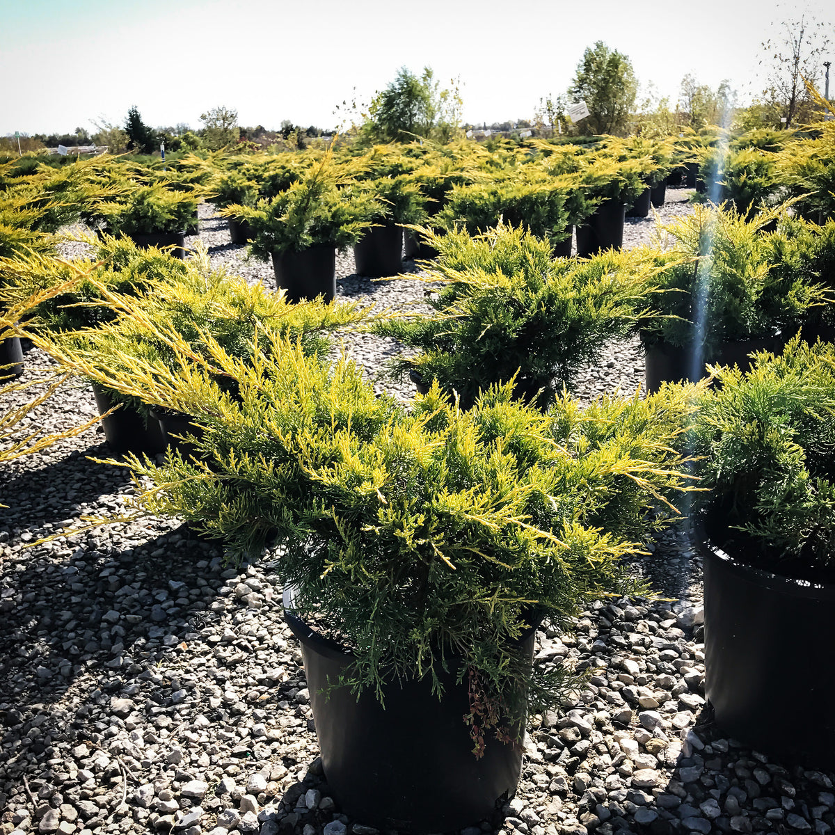 Gold Lace Juniper Juniperus x pfitzeriana ‘Gold Lace’ 3Gal 1518