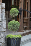 Spartan Juniper Juniperus chinensis 'Spartan' Topiary