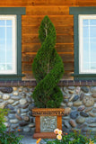 Spartan Juniper Juniperus chinensis 'Spartan' Topiary