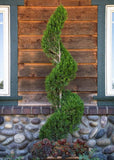 Spartan Juniper Juniperus chinensis 'Spartan' Topiary