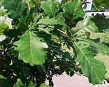 Quercus bicolor- Swamp White Oak 2.5-3" Cal